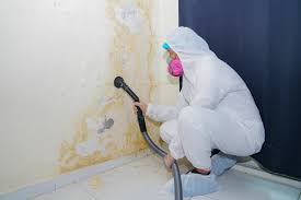 Best Black Mold Removal  in Watts Mills, SC